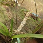 Listrostachys pertusa Elinympäristö