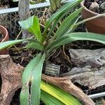Angraecum eburneum Leaf