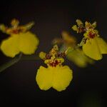 Oncidium altissimumFlower