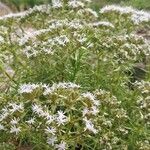 Drypis spinosa Fula