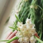 Hoya linearis Blomma