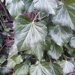 Hedera colchicaLeaf