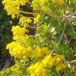 Sedum praealtum List