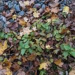 Carpinus betulus Habit