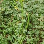 Cleome viscosaBlad