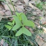 Oxalis latifolia Листок