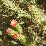 Opuntia tomentosa Blatt