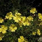 Oenothera elata Flower