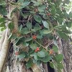 Ficus benghalensis Feuille
