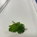 Lamium amplexicaule Leaf