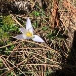 Crocus carpetanus Blüte