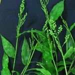 Lasiacis ruscifolia Otro