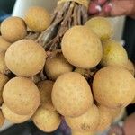 Dimocarpus longan Frucht