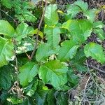 Toxicodendron diversilobum Hoja