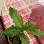Bunchosia glandulosa Leaf