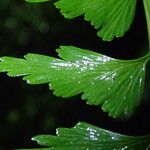 Asplenium lividum Листок