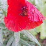 Papaver setiferumFlower