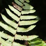 Arthropteris orientalis Other