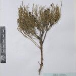 Ephedra gerardiana Kita