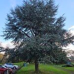 Cedrus atlanticaHabitus