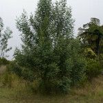 Acacia mearnsii Облик