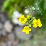 Descurainia millefolia Flower