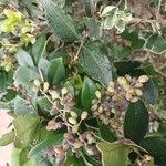 Ligustrum japonicum Fruit