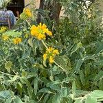 Phlomis fruticosaFlower