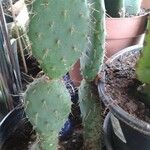 Opuntia littoralis Lapas