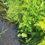 Ranunculus sceleratus Fuelha