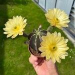 Echinocereus subinermis Leaf