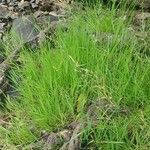 Leersia hexandra Blatt