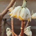 Edgeworthia chrysantha Квітка