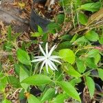 Jasminum laurifoliumFlor