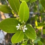 Avicennia germinans Flower