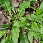 Crepis mollis Habitus