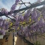 Wisteria sinensis Natur