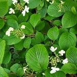 Viburnum plicatum Ліст