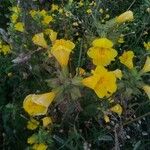 Erythranthe guttata Blüte