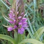 Dactylorhiza praetermissa Žiedas