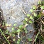 Lysimachia tenella Leaf