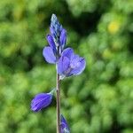 Polygala nicaeensis Fula