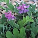 Lathyrus japonicus Habit