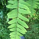 Osmunda regalis Blad