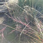 Festuca asplundii 花