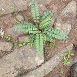 Marcetella moquiniana Libunga