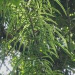 Salpichlaena volubilis Συνήθη χαρακτηριστικά