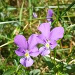 Viola lutea Flower