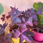 Oxalis triangularis Blatt