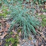 Hieracium porrifolium Leaf